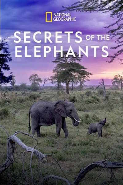 Secrets of the Elephants - Season 1