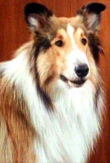 Lassie