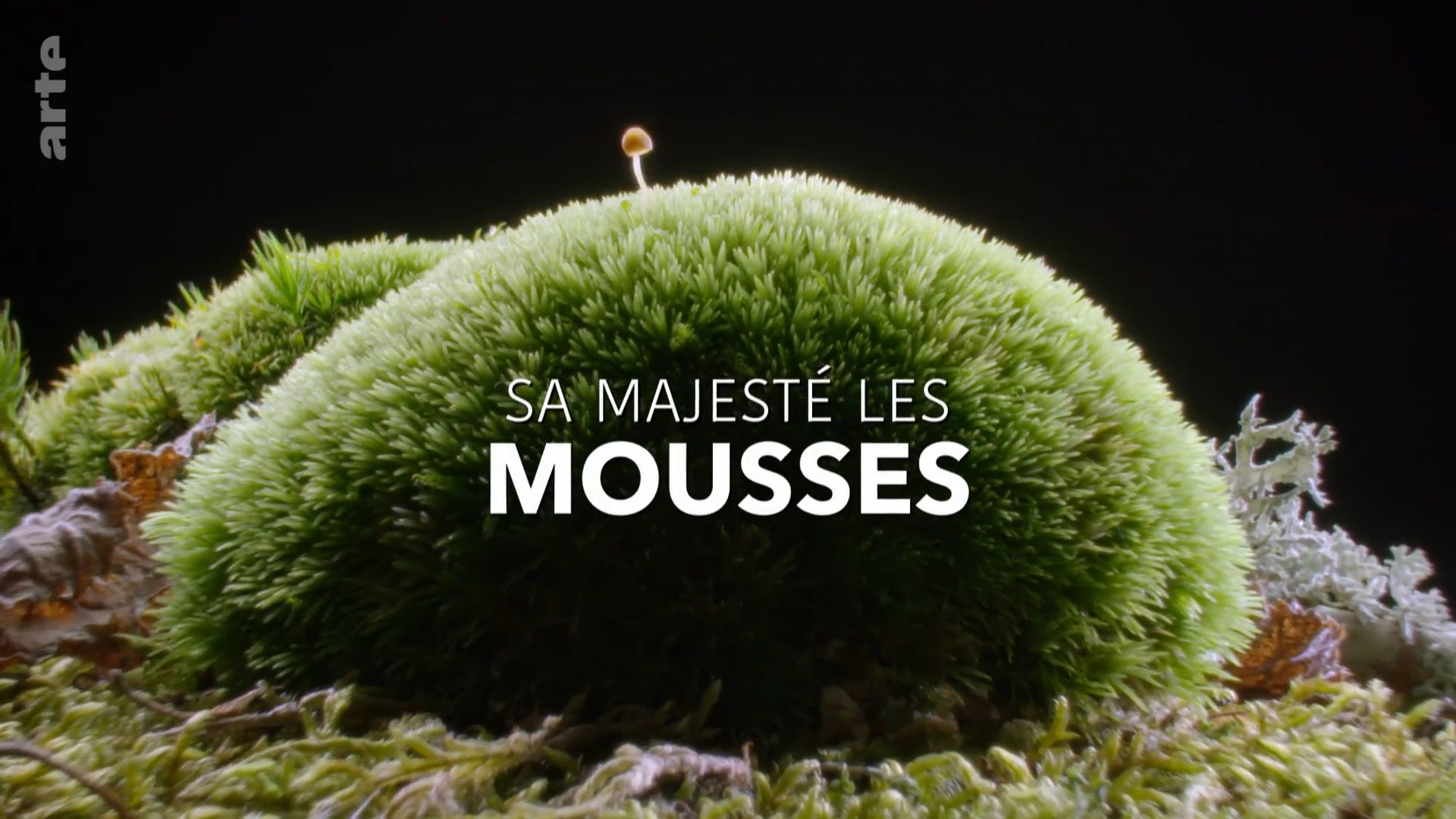 Sa Majest&eacute; les mousses