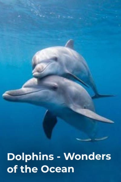 Dolphins - Wonders of the Ocean - Season 1